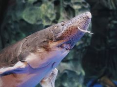 -上海海洋水族馆