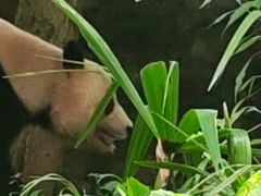 -都江堰中华大熊猫苑