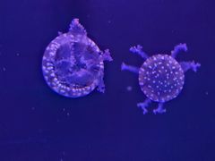 -石家庄极地海洋世界