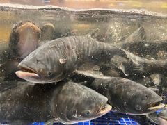 -高佳庄·舟山海鲜(海景旗舰店)