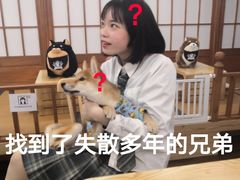 -豆柴町-柴犬主题狗咖(红鼎国际C座店)