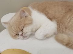 -猫域·湾主题猫咖·宠物吧(南坪城市广场店)