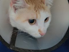 -伟伟宠物医院·瑞派猫友好医院·猫科(光谷店)