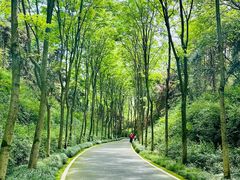 -宜兴龙背山森林公园