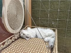 -帕帕拉兹宠物(亚洲旗舰店)