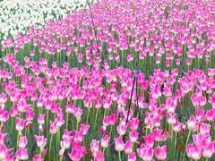-荷兰花海