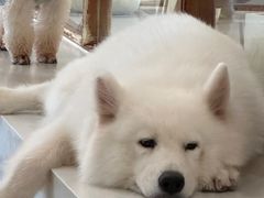 -共舞时光猫咖·狗咖(新街口店)