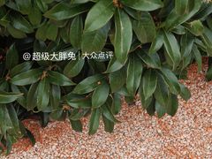 -济南南郊宾馆