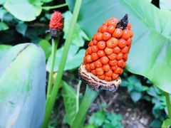 -金鸡山公园