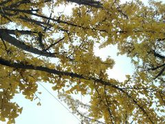 -百林公园-两江幸福广场