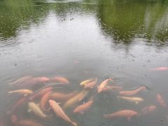 -西湖外事游船(花港观鱼码头)