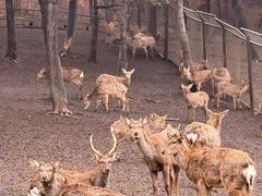 -沈阳森林动物园