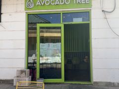 -油梨树AVOCADO TREE(顺义新国展店)