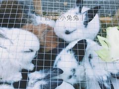 -哈尔滨道外花鸟鱼市场