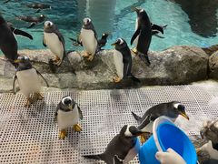 -成都浩海立方海洋公园