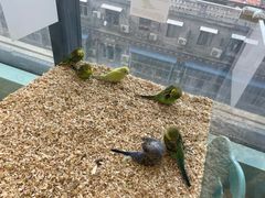 -怪兽屋·羊驼·猫咖·狗咖(俊华广场店)