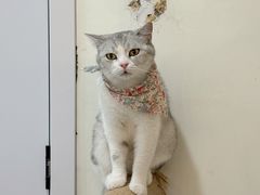 -共舞时光猫咖·狗咖(新街口店)