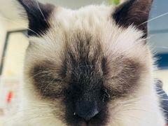 -猫小院猫主题餐厅(南锣旗舰店)