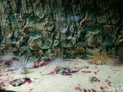 -北戴河圣蓝海洋公园