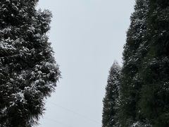 -武陵山森林公园