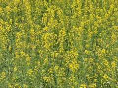 -光明小镇欢乐田园