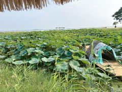 -七的湖·晚芳亭·阳澄湖农家菜·大闸蟹(莲花岛店)
