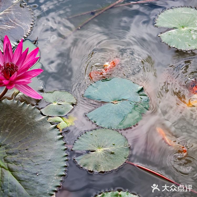 那里遍布茂密的丛林与稻田