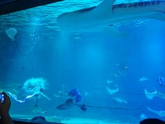 -烟台海昌鲸鲨海洋公园