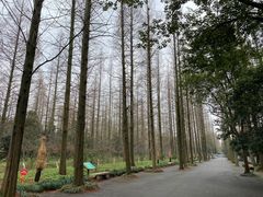 -东平国家森林公园