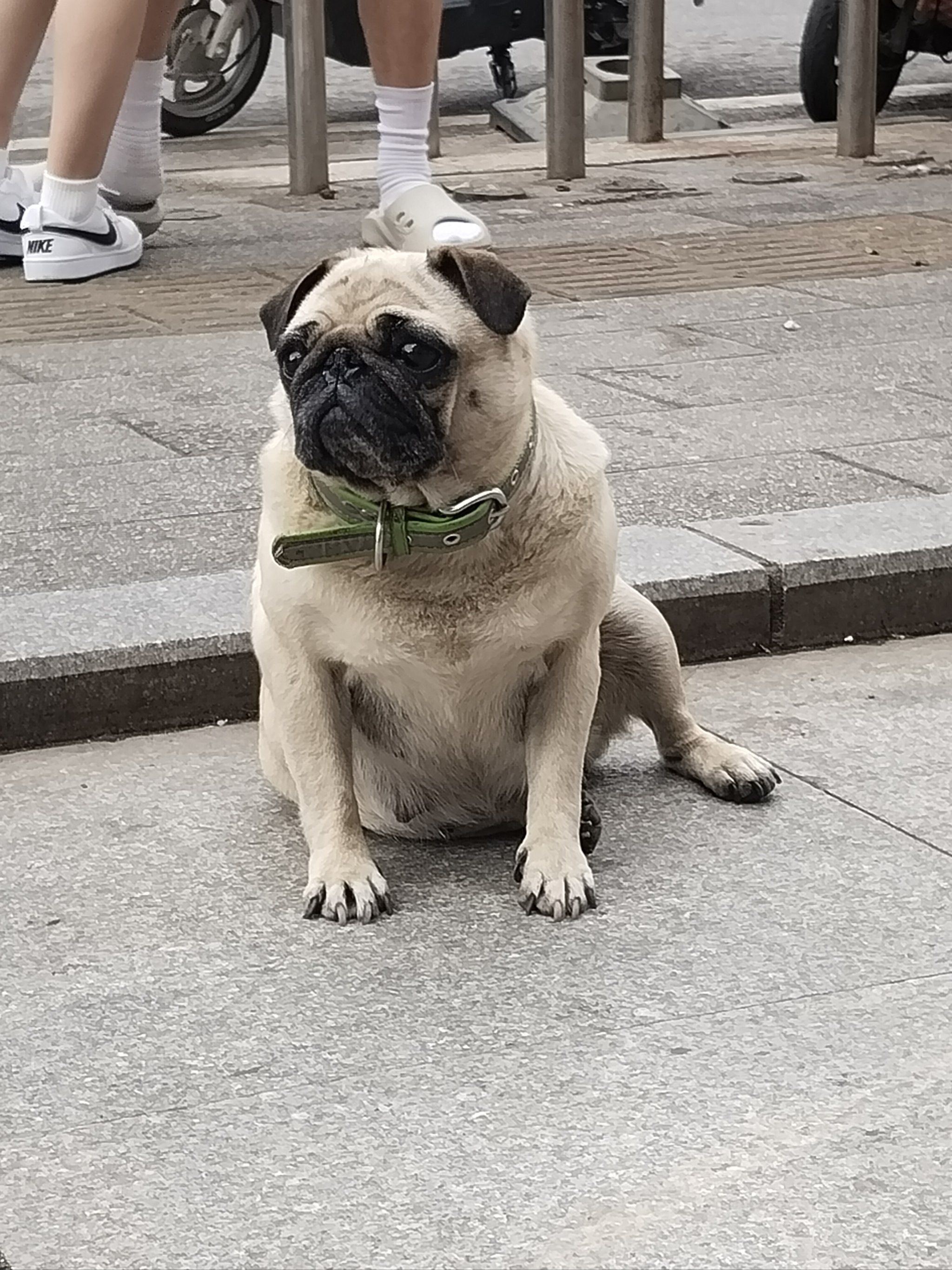 懒洋洋斗牛犬