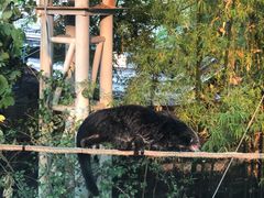 -清迈夜间动物园