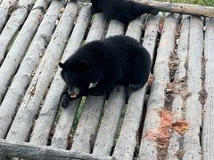 -黑瞎子岛探秘野熊园