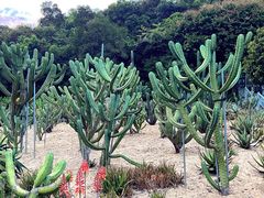 -深圳仙湖植物园