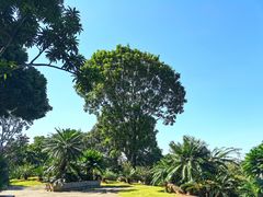 -深圳仙湖植物园