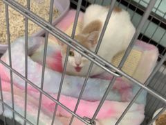 -嘉馨宠物医院·CT影像转诊·心脏科·犬猫全科诊疗中心(下沙大学城院区)
