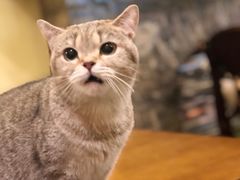-猫色咖啡·猫咖