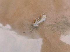-奉贤海滩