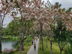 -四海公园(南山区)