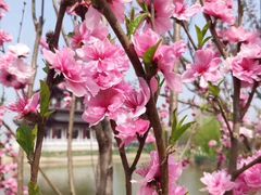 -荷兰花海