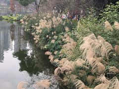 -重庆彩云湖湿地公园