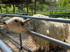 -长白岛森林公园