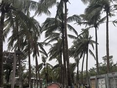 -万绿园