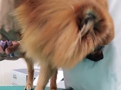 -美联众合爱康动物医院•复杂内科•肿瘤科•牙科•腔镜诊疗中心