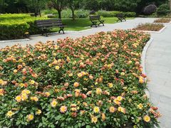 -徐家汇源景区-衡山公园