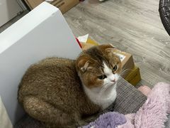 -伟伟宠物医院·CT影像中心·瑞派犬猫综合性门诊(汉口总院)