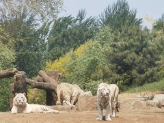 -北京野生动物园