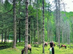 -硗碛藏寨·神木垒景区