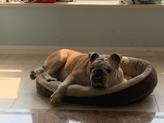 -安安宠医·安宠宠物医院