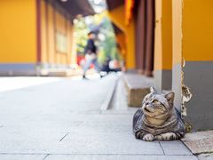 -龙华寺