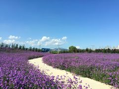 -紫海香堤香草艺术庄园